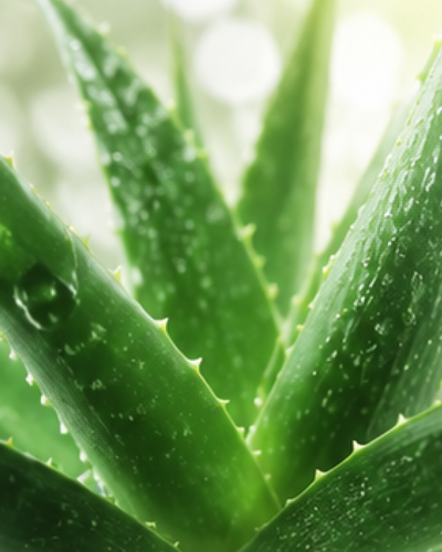 Aloe vera para el cuidado de tu piel